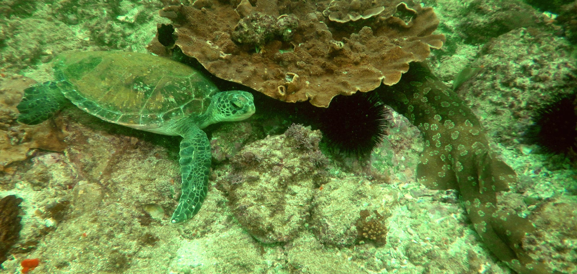 Diving Julian Rocks - Byron Bay