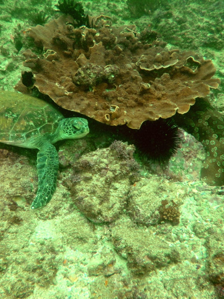 Diving Julian Rocks - Byron Bay