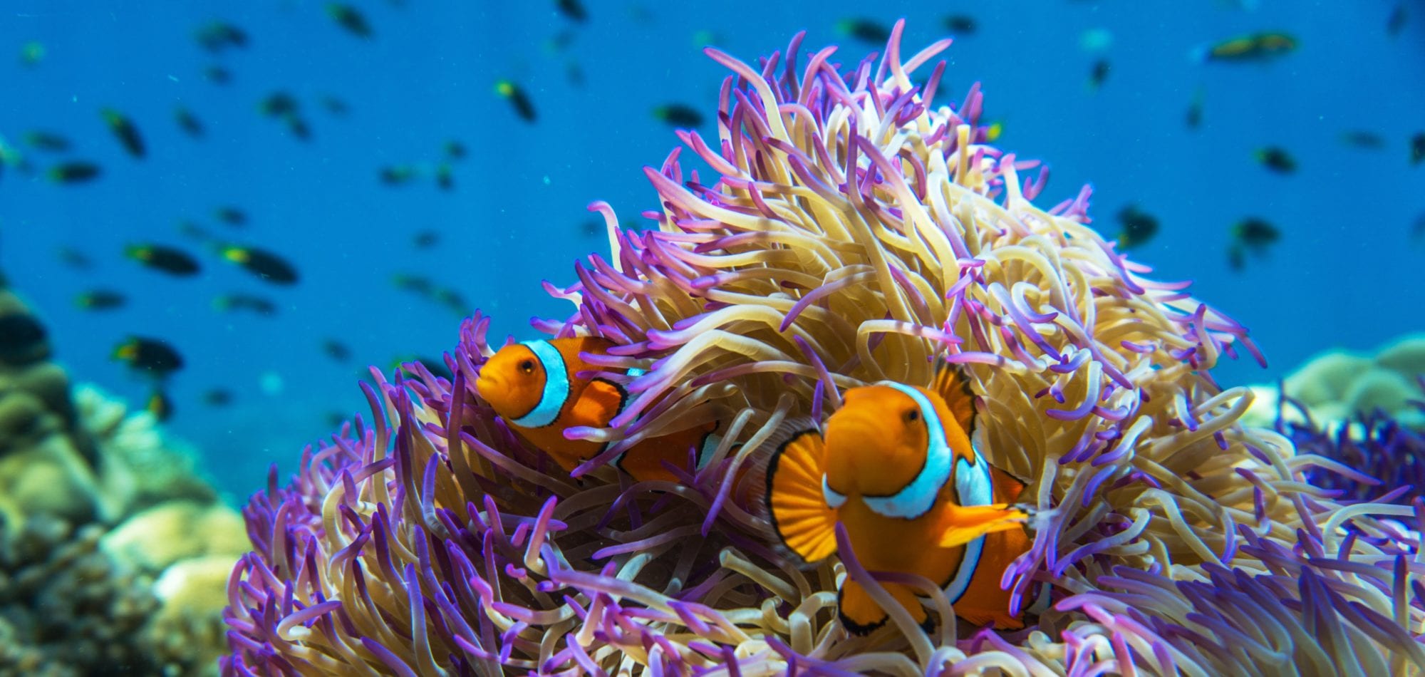Learning to Scuba Dive