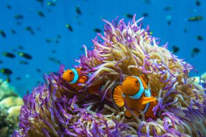 Cairns day trip - clown fish amongst anemone on the Great Barrier Reef