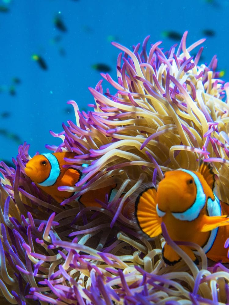 Learning to Scuba Dive