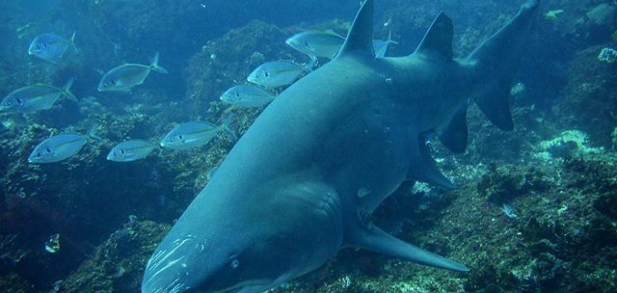 Grey Nurse Shark - Julian Rocks Byron Bay