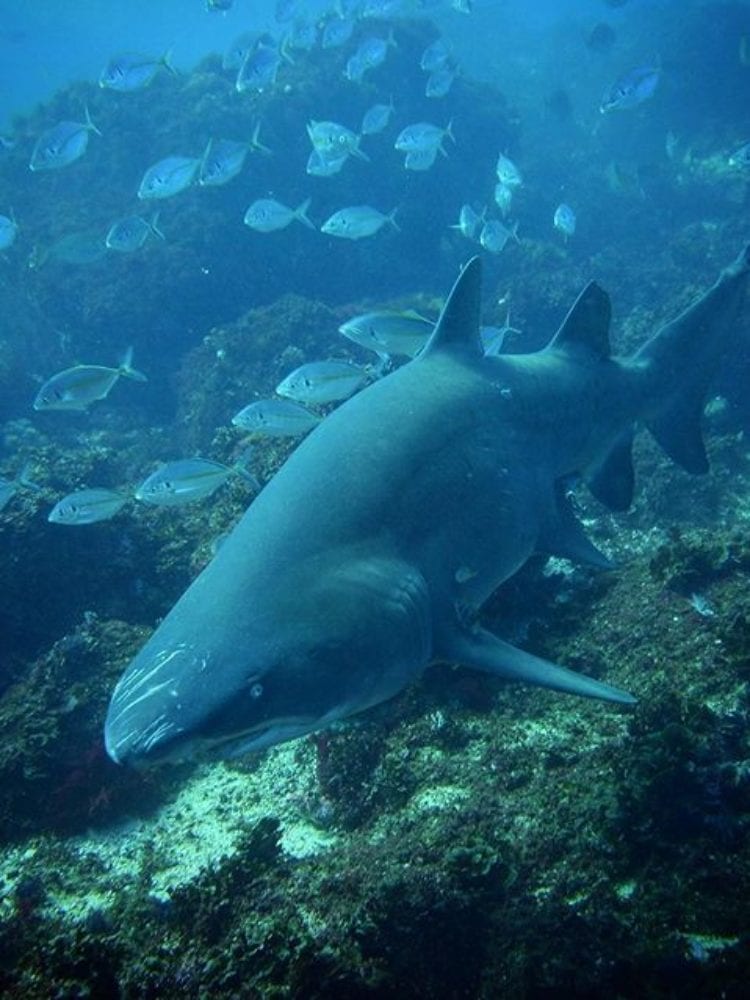 Grey Nurse Shark - Julian Rocks Byron Bay