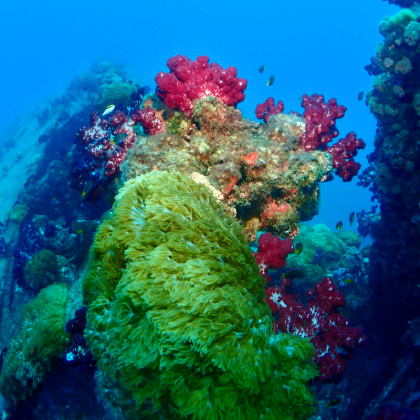 Life on yongala shipwreck