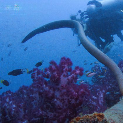 Olive Sea Snake on the Yongala Shipwreck