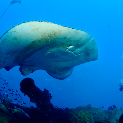 Underbelly of bullray