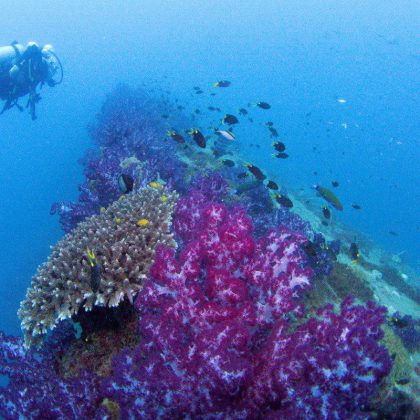Yongala Shipwreck - Bow