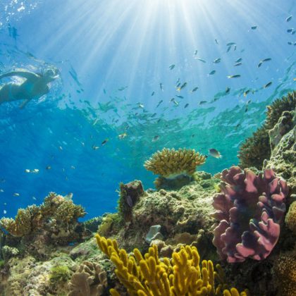 passions of paradise cairns