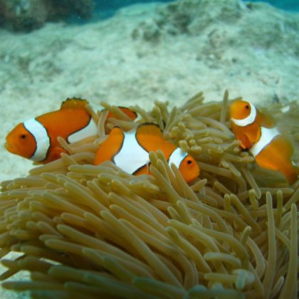 passions of paradise clown fish