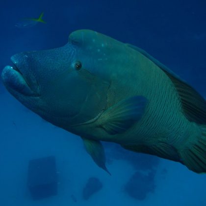 passions of paradise wrasse