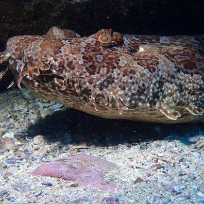 Wobbygong shark, Ningaloo Reef Western Australia