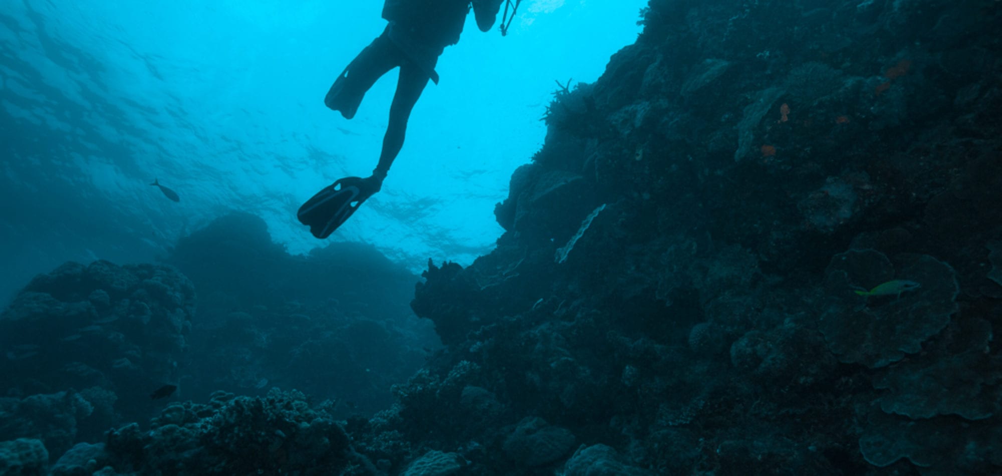 Diver on the Great Barrier Reef