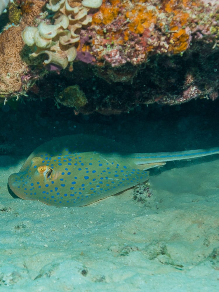 Sting Ray - Great Barrier Reef