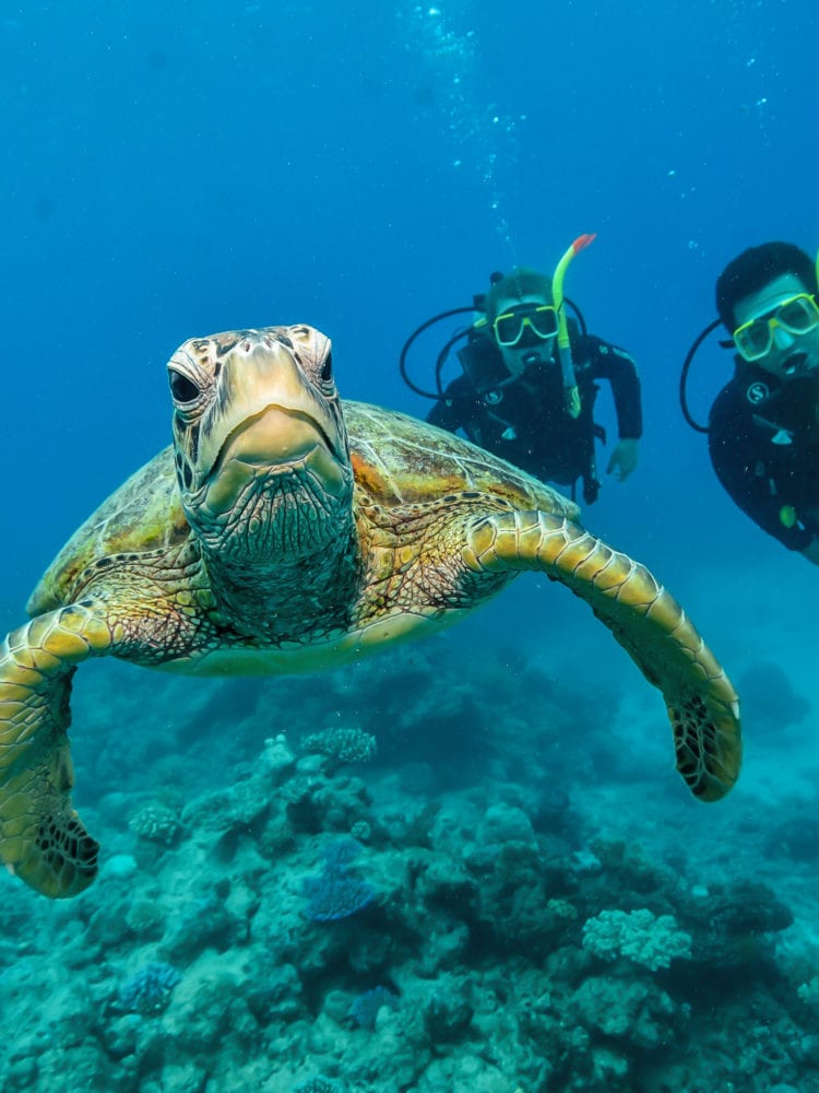 Cairns, learn to scuba dive - divers photographed with a turtle on the Great Barrier Reef