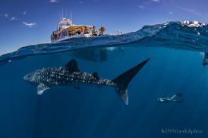 Exmouth Dive - Vessel and Whaleshark