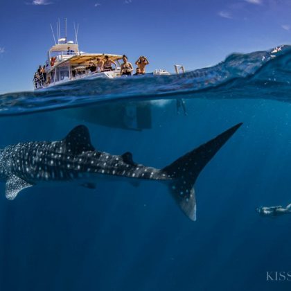 Exmouth Dive - Vessel and Whaleshark