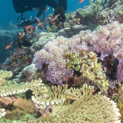 Explorer Group Great Barrier Reef Day Trip