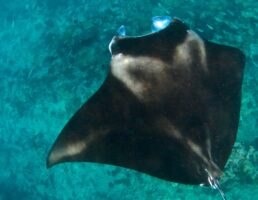Manta Ray
