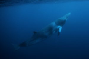 Dwarf Minke Whale at Great Barrier Reef