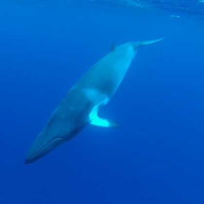 Minke Whale Ribbon Reefs