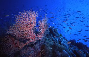 Coral Reef scuba diving in the Coral Sea Australia