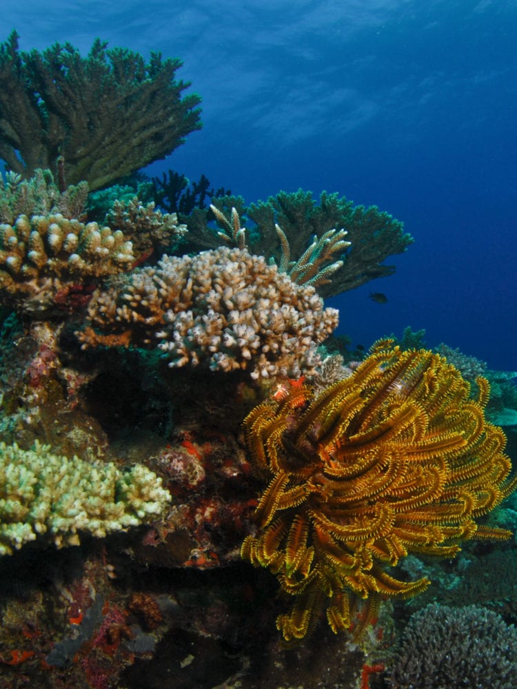 Coral Reefs of the Great Barrier Reef