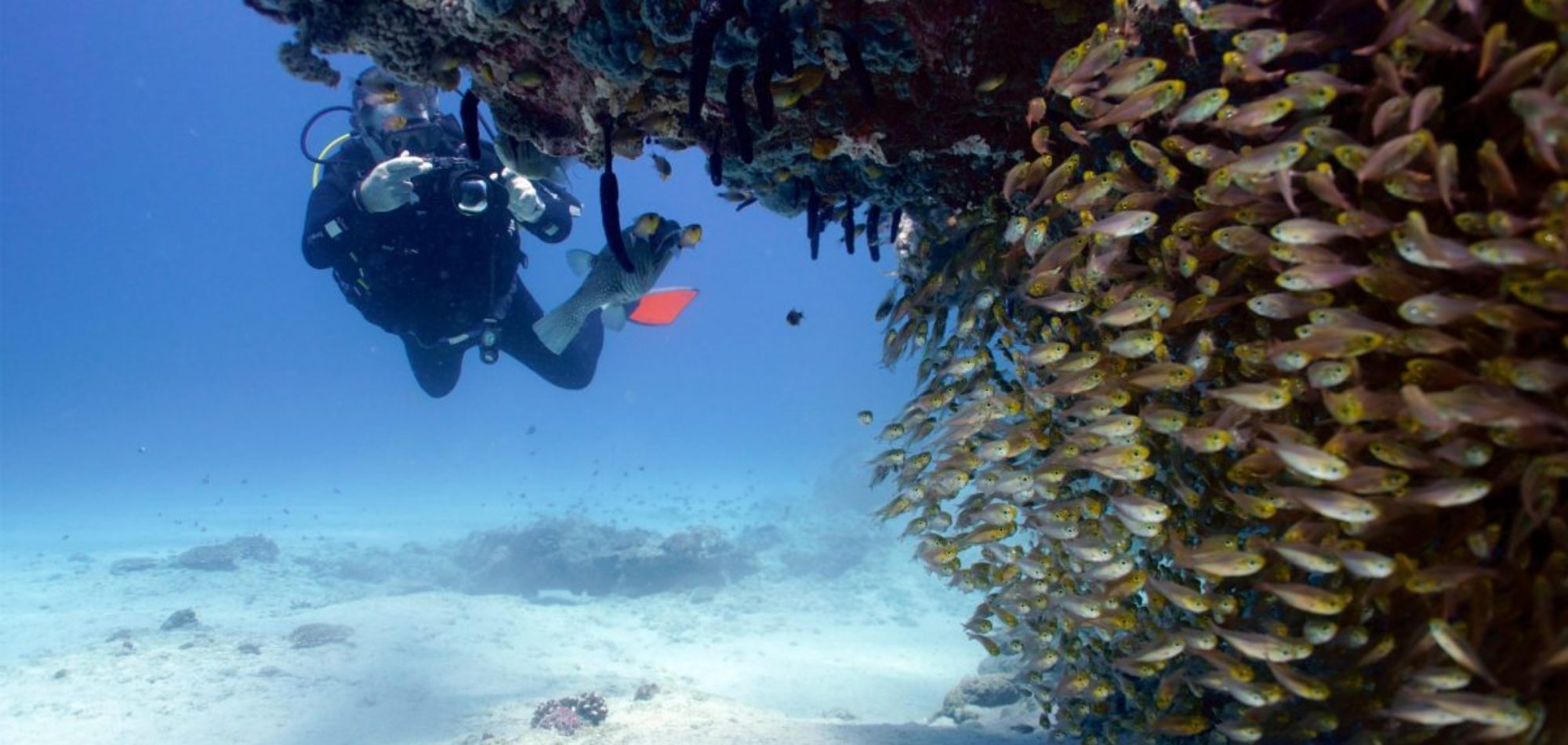 Diver - Ningaloo Reef