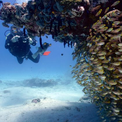Diver - Ningaloo Reef