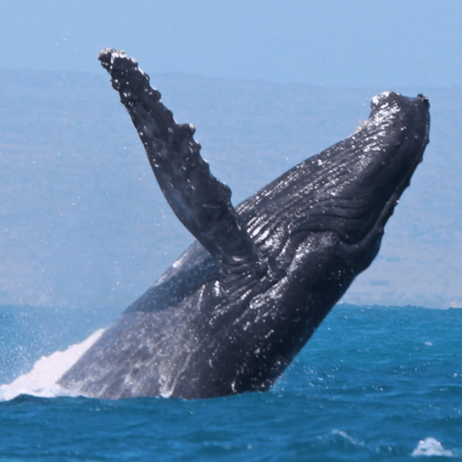 Humpback Whale-Exmouth