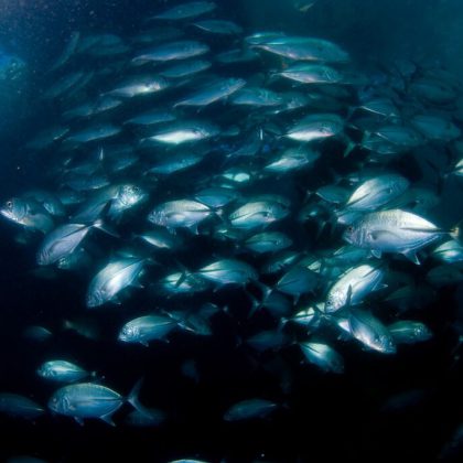 Navy Pier Marine Life Exmouth Australia