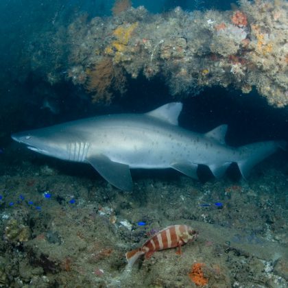 Navy Pier - Grey Nurse Shark