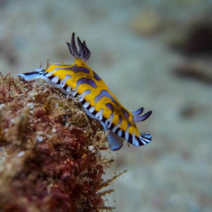 Navy Pier - Nudibranch