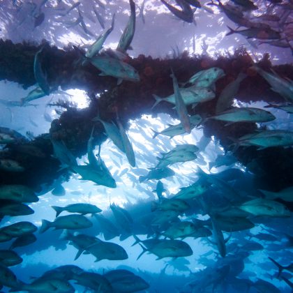 Navy Pier Schooling Trevally