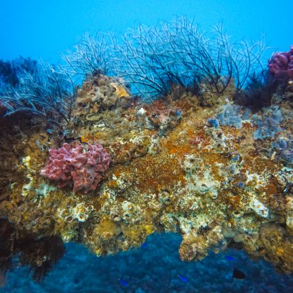 Navy Pier - Soft Corals