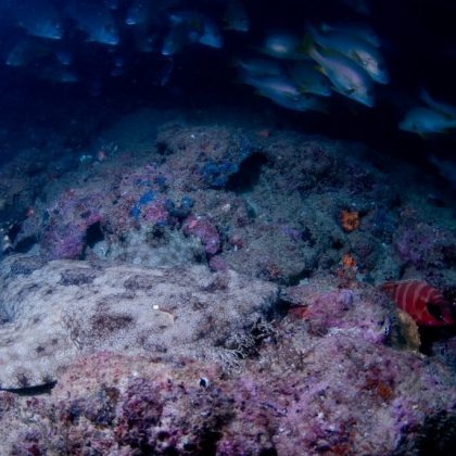 Navy Pier - Wobby Gong Shark