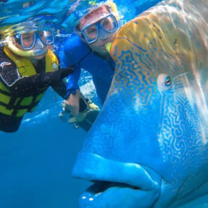 Silversonic maori wrasse
