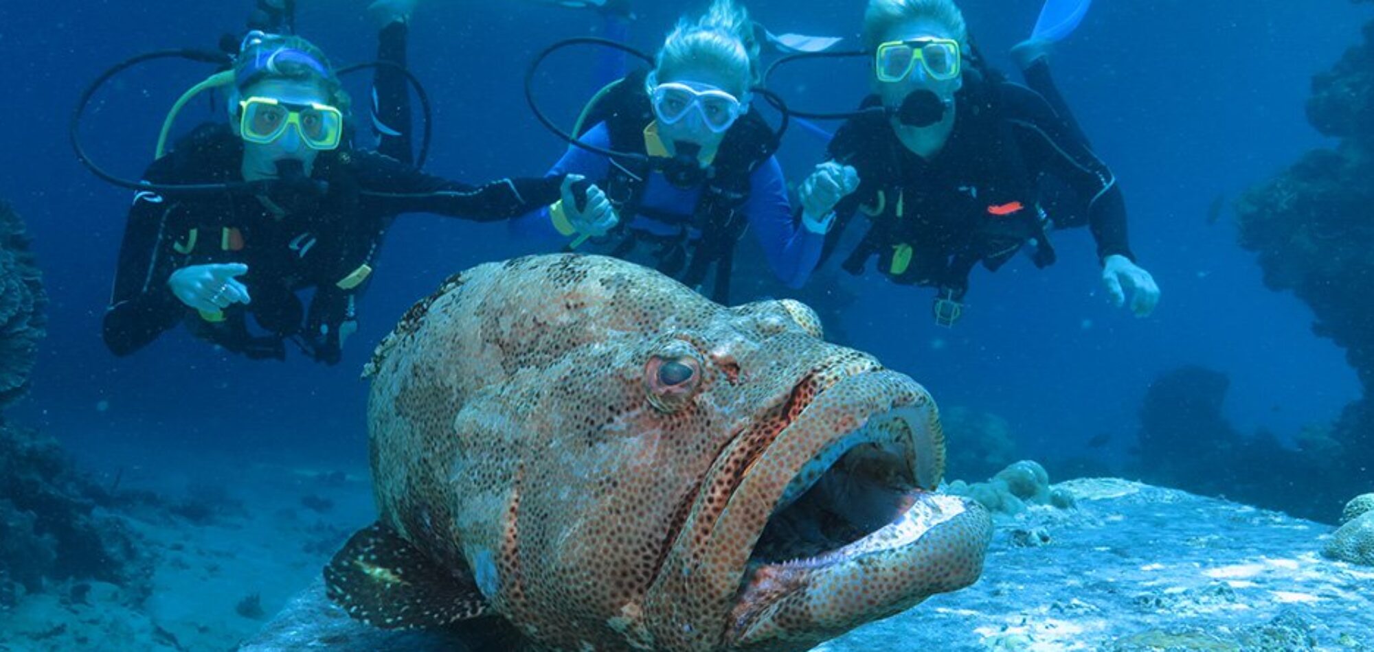 Potato Cod, Cod Hole Ribbon Reefs