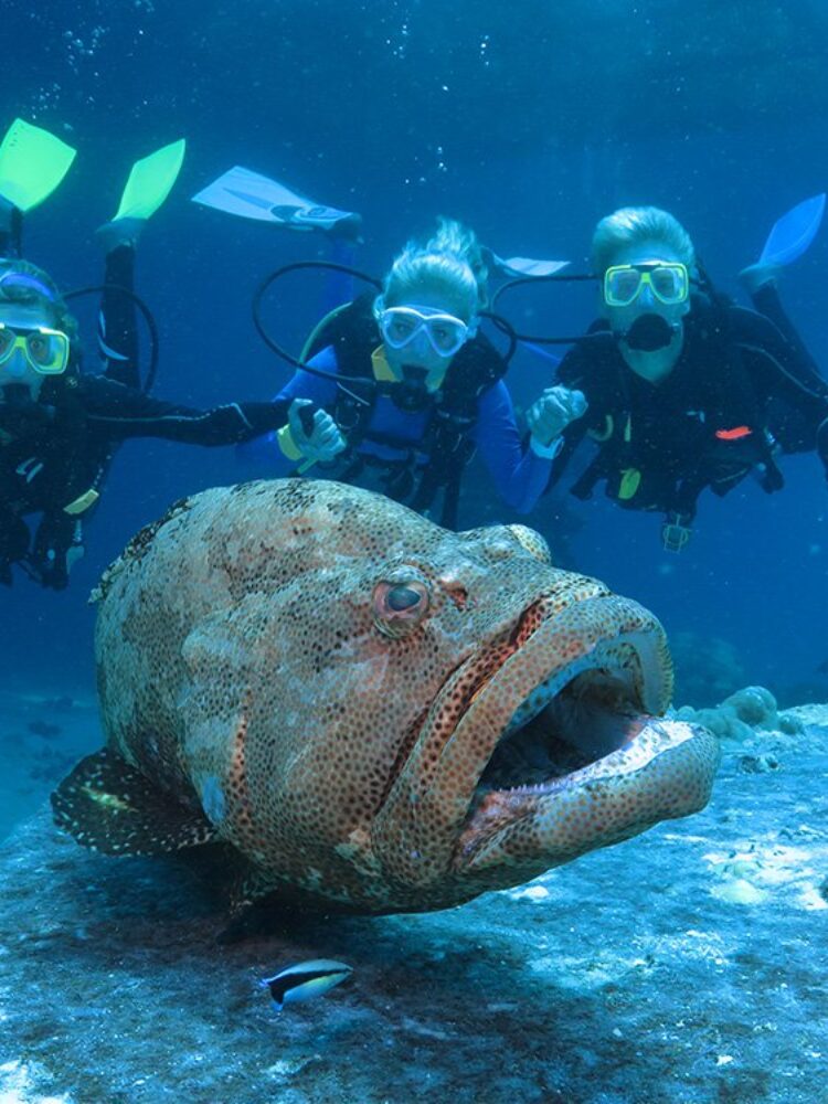 Potato Cod, Cod Hole Ribbon Reefs