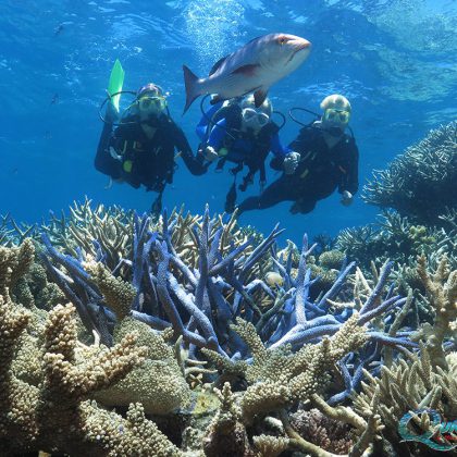 Cairns-outer-barrier-reef-learn-to-dive-courses
