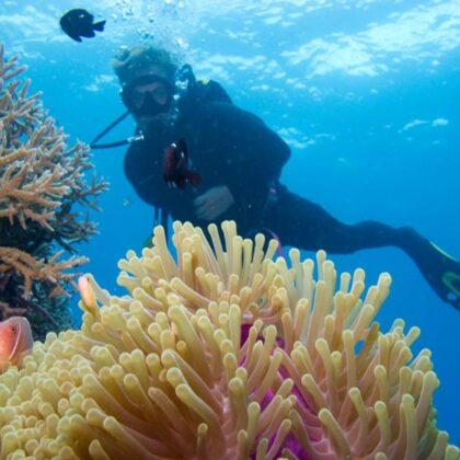 quicksilver-crusies-diving-clowfish_home