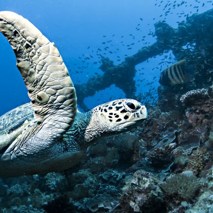 Scuba dive Australia - Hawksbill Turtle on the Yongala Shipwreck