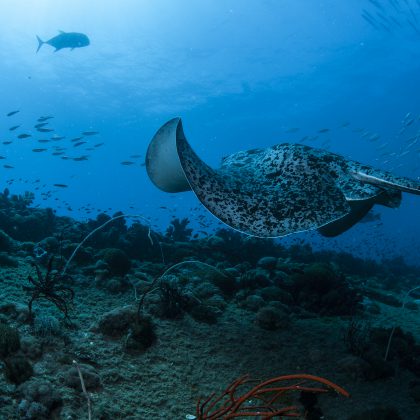 Dive Australia - Bullray at the SS Yongala Shipwreck