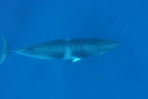 Dwarf Minke Whale