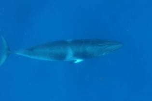 Minke Whale Diving Adventures: Your Seasonal Pass to the Great Barrier Reef’s Gentlest Giants