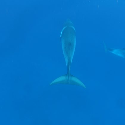 Minke Whale Ribbon Reefs