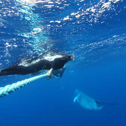 Minke Whale Ribbon Reefs