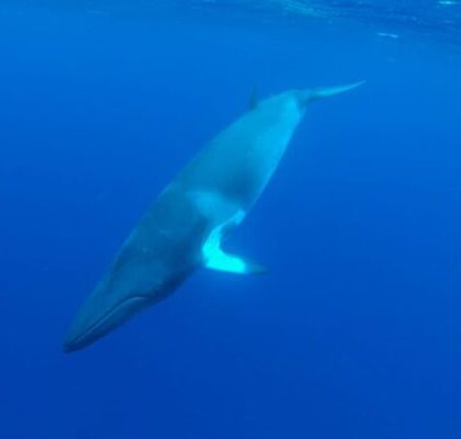 Dwarf Minke Whale, Great Barrier Reef's Ribbon Reefs