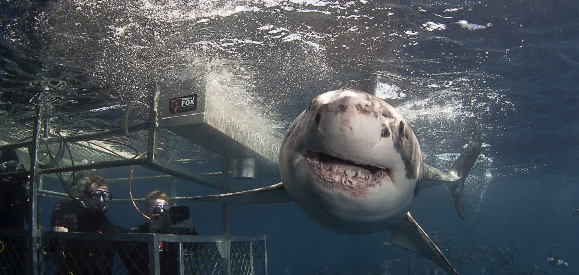 great white shark tours australia