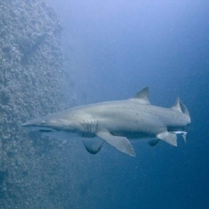 Grey Nurse Shark, Fish Rock Cave, Australia