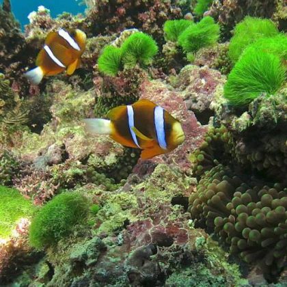 Anemone Fish on the Ribbon Reefs, Great Barrier Reef